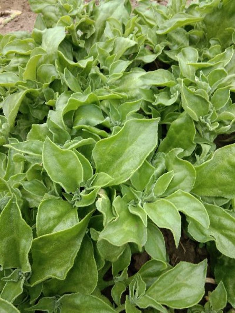 冰草
