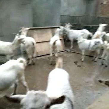 山羊80~110斤/头