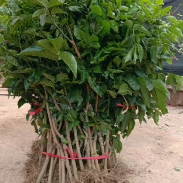 黄皮果苗30~50cmcm