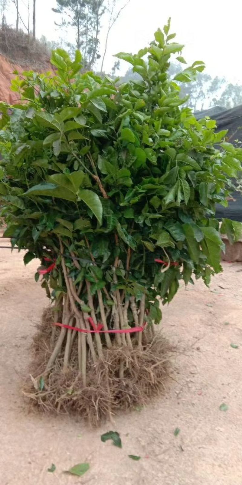 黄皮果苗30~50cmcm