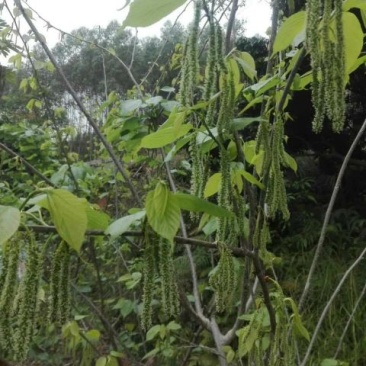 长果桑树苗30~40cm