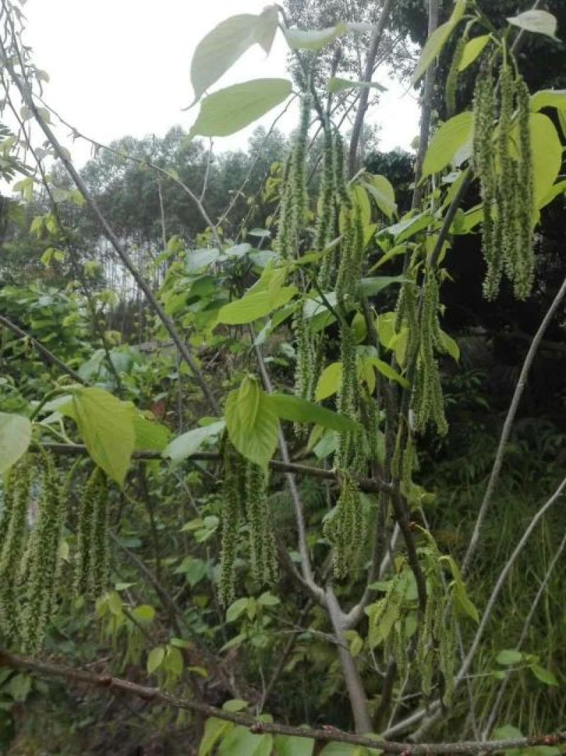 长果桑树苗30~40cm