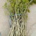 长果桑树苗30~40cm
