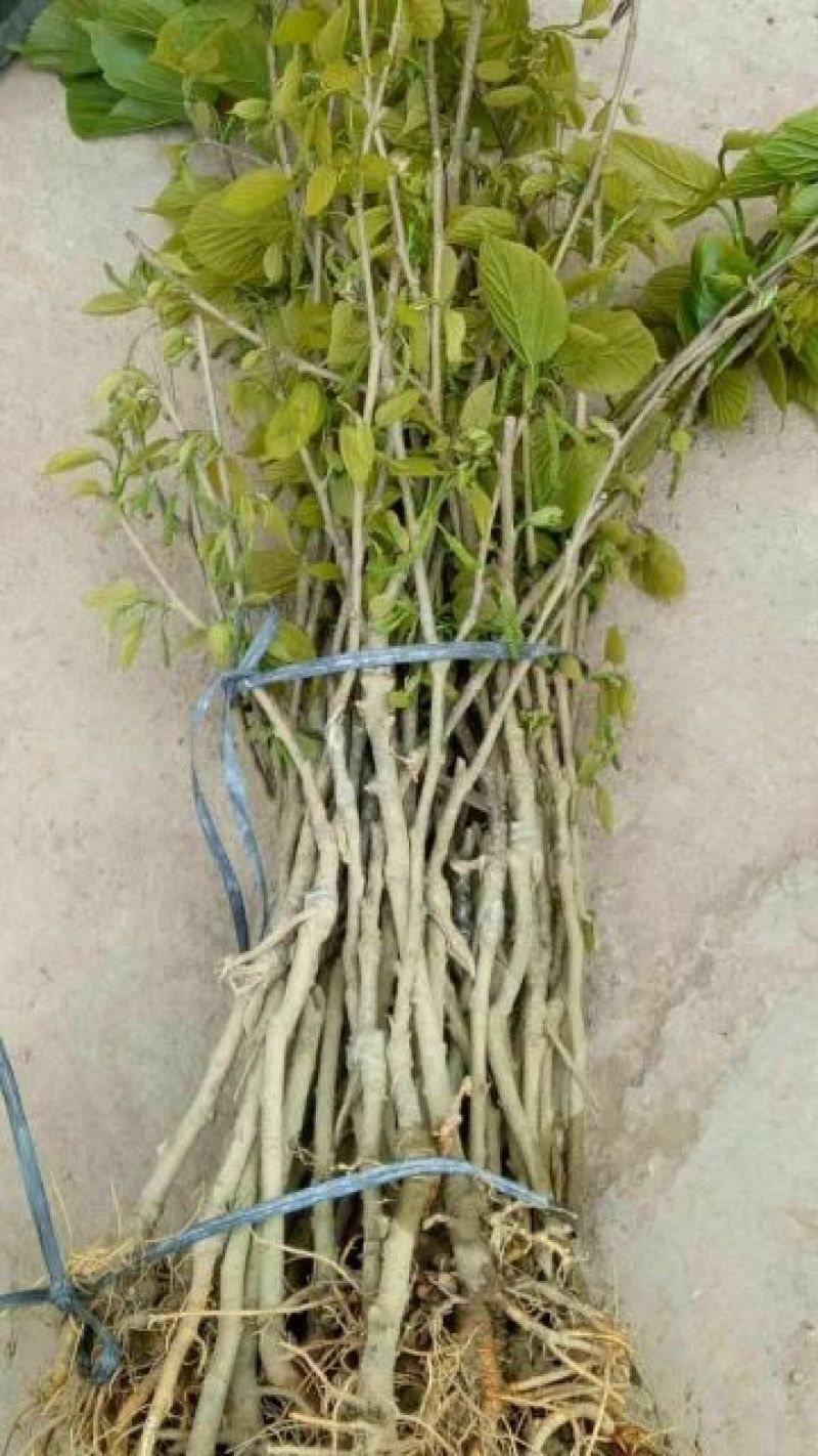 长果桑树苗30~40cm