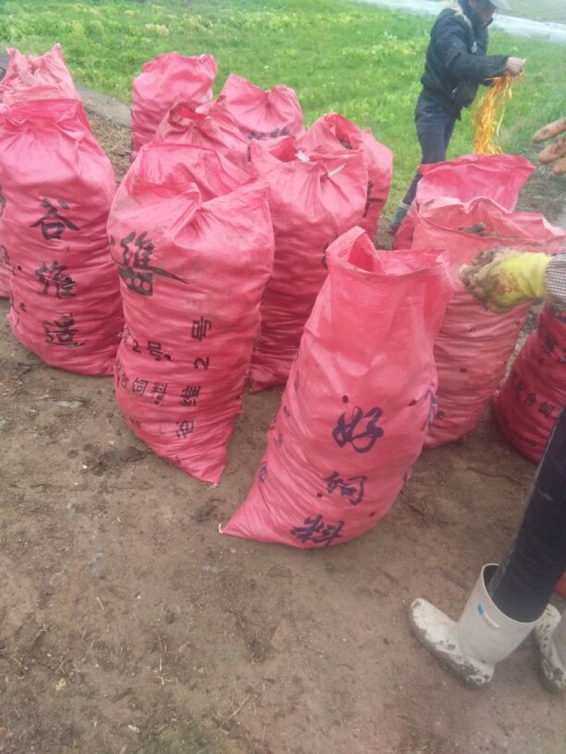 ，红芽芋糯，而又不腻包汤