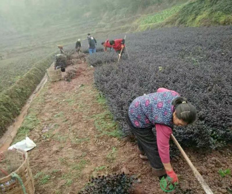 红继木
