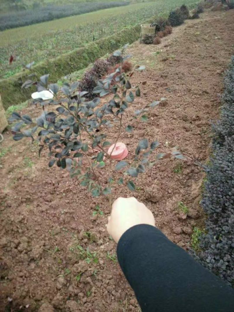 红继木