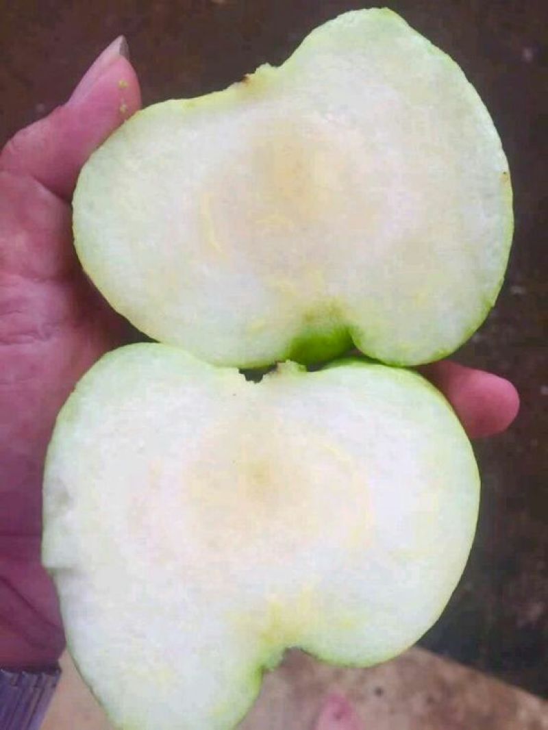 西瓜番石榴苗30~50cm