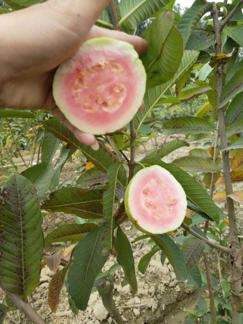 西瓜番石榴苗30~50cm