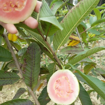西瓜番石榴苗30~50cm