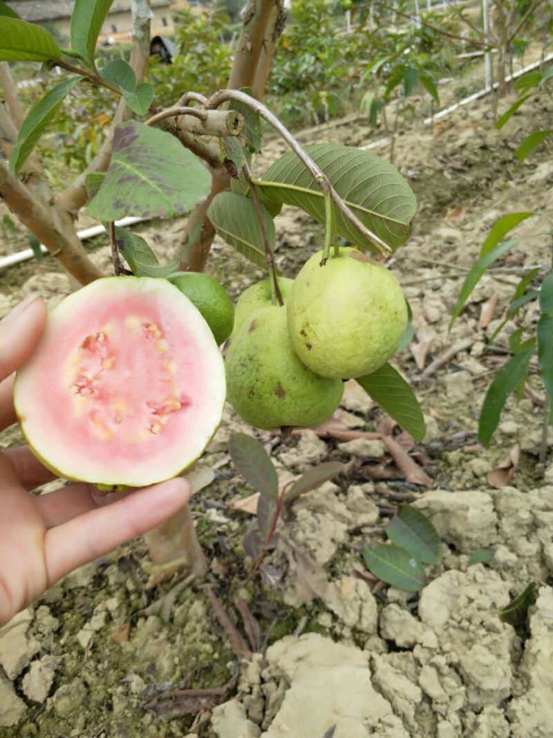西瓜番石榴苗30~50cm