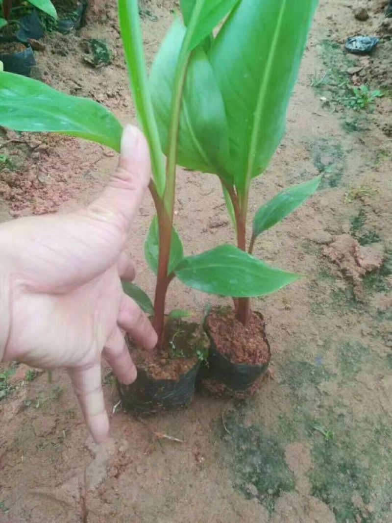 红香蕉苗一级良种1~2年