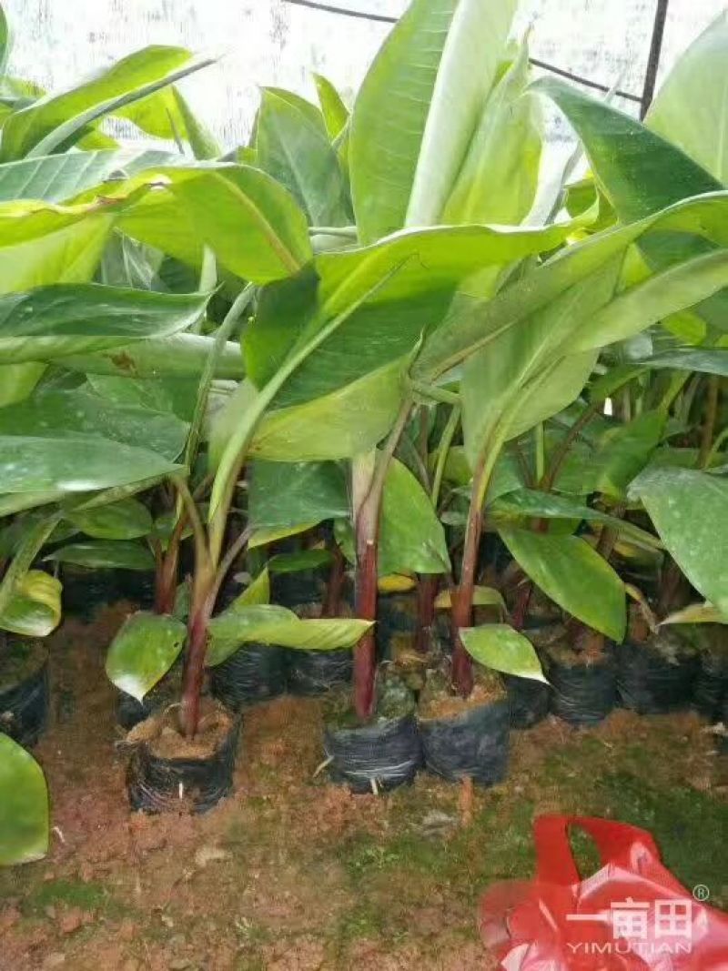 红香蕉苗一级良种1~2年
