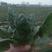 黑叶菠菜10~15厘米