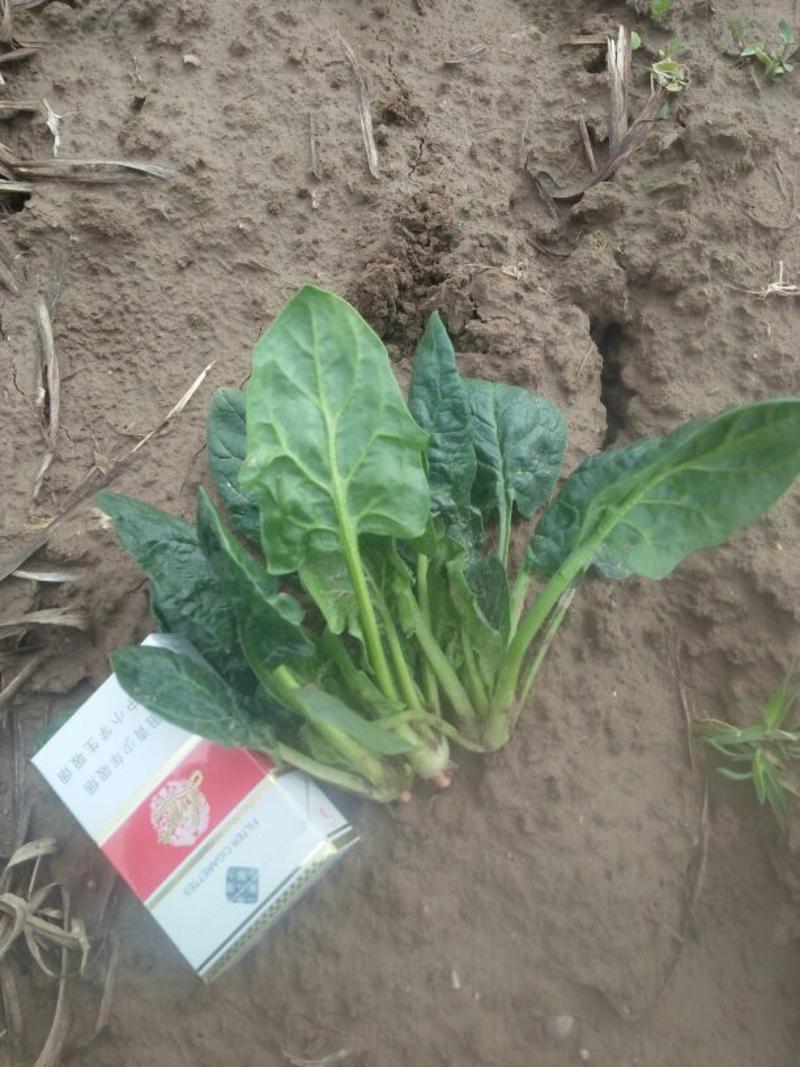 黑叶菠菜10~15厘米