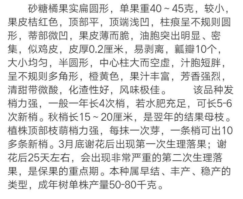 沙糖桔苗30~50cm