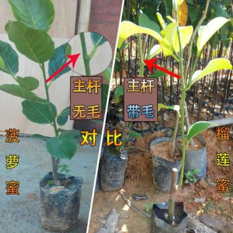 榴莲蜜苗