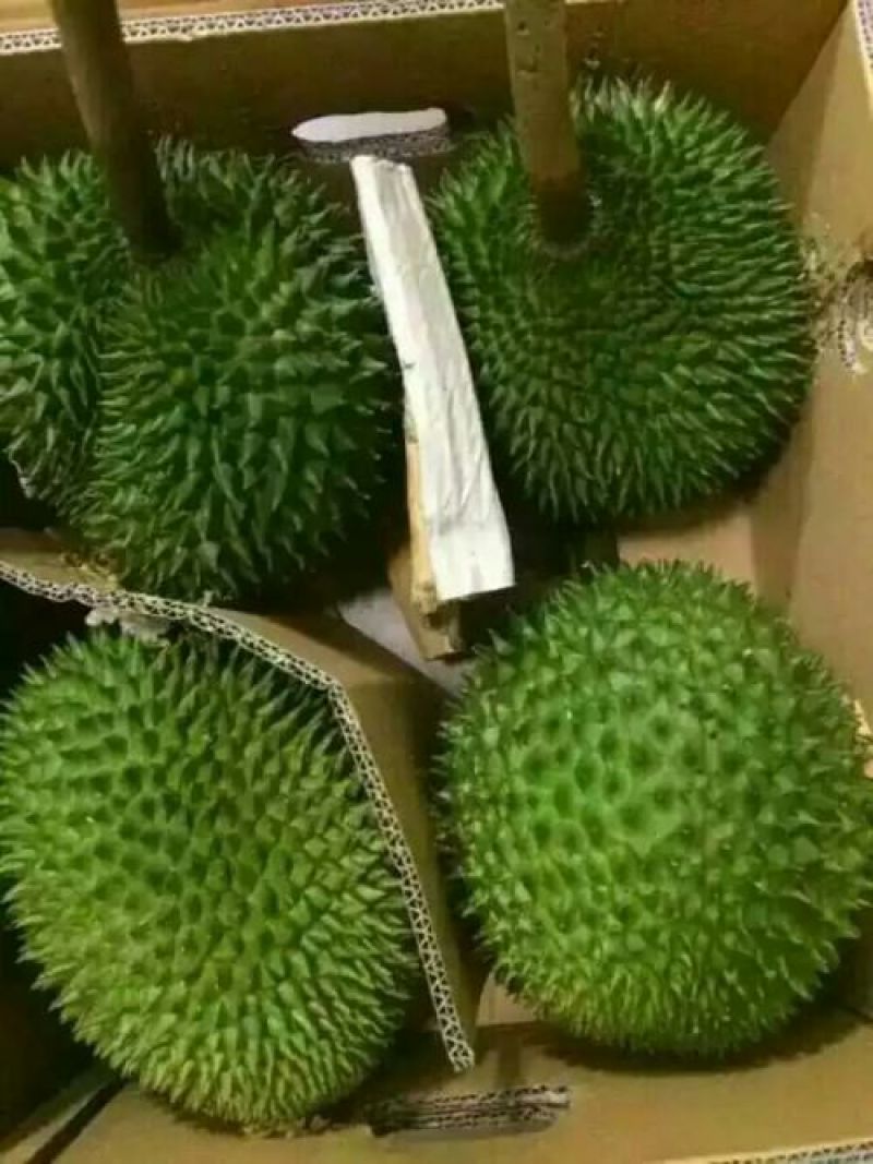 榴莲蜜苗