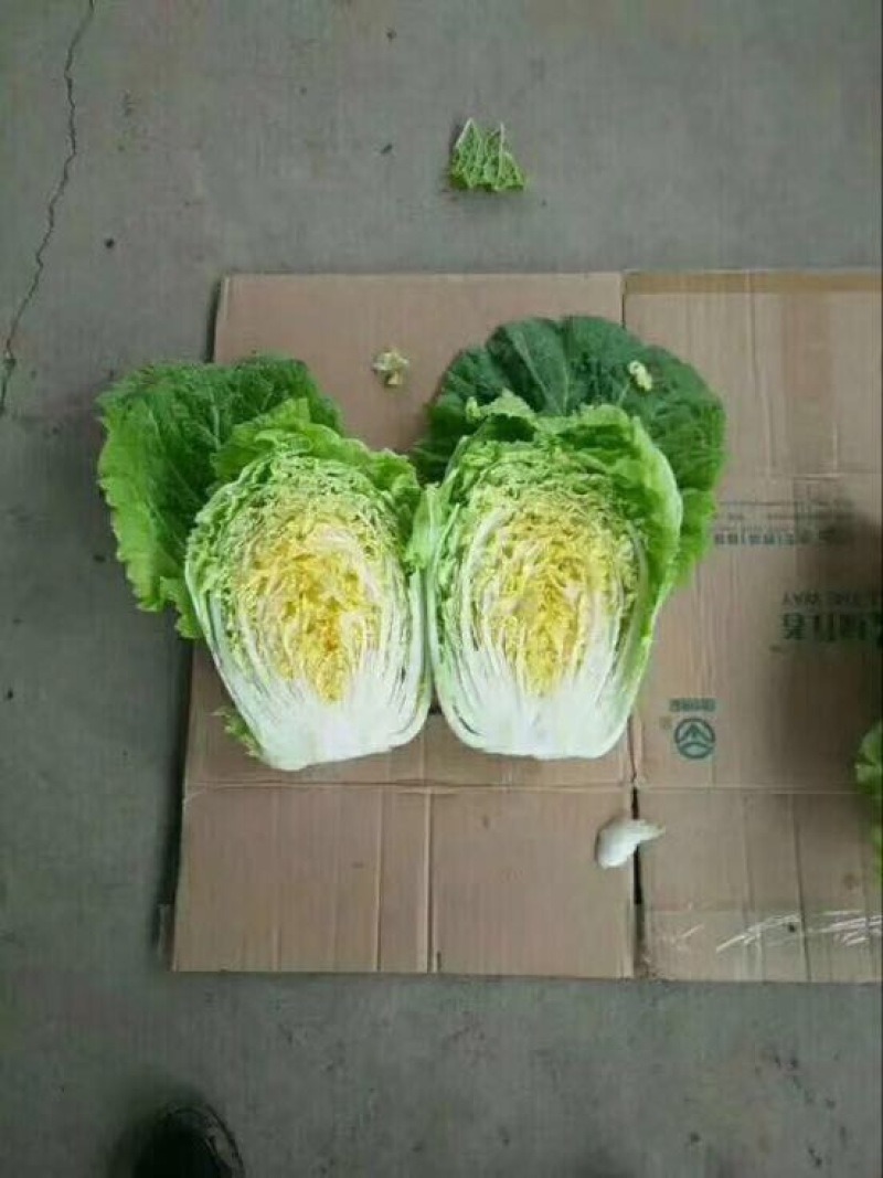 山东青州春季大白菜已经大量上市，欢迎前来选购