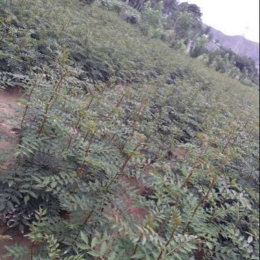 大红袍花椒苗1~2年