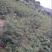 大红袍花椒苗1~2年