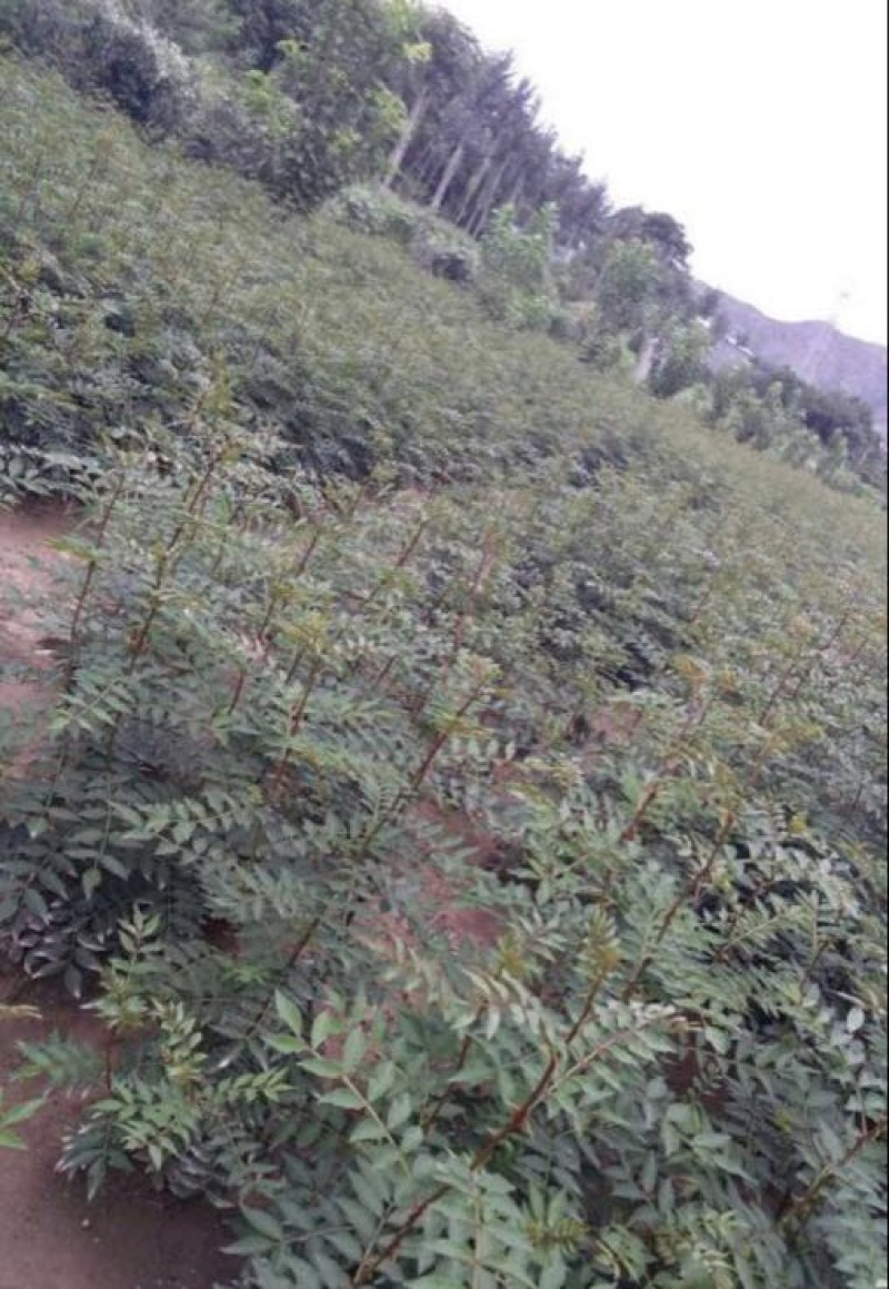 大红袍花椒苗1~2年