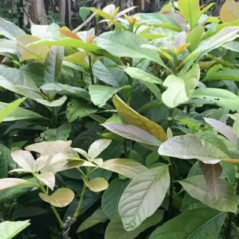 牛油果苗哈斯桂垦