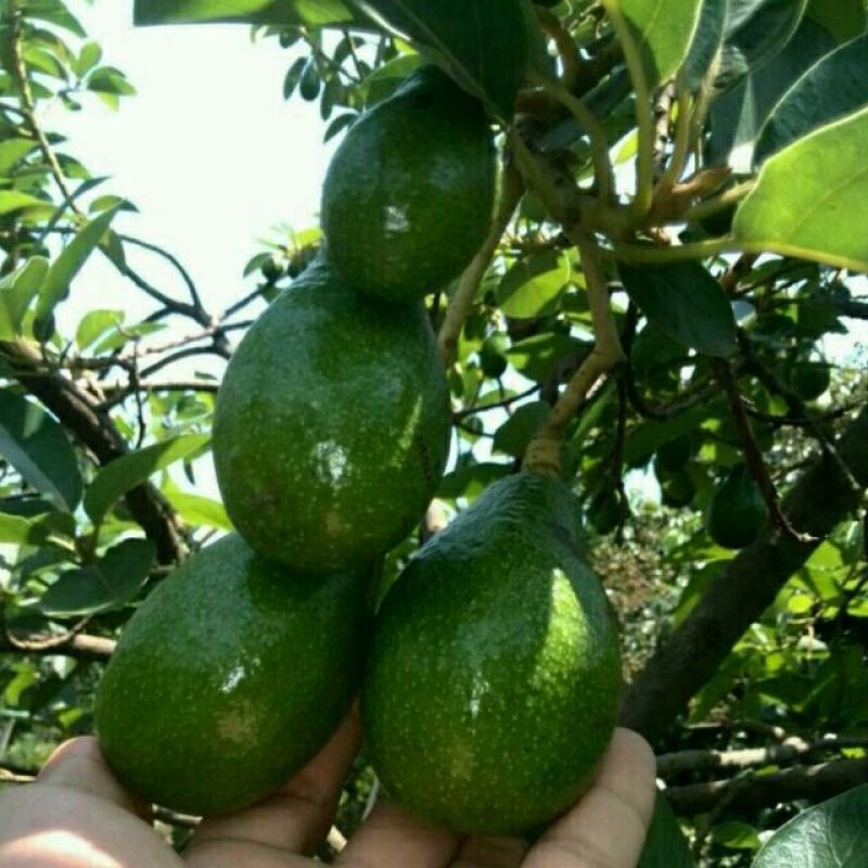 牛油果苗哈斯桂垦