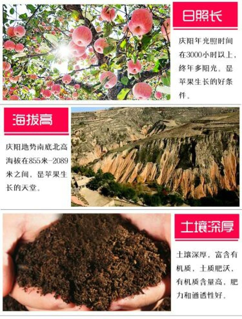 苹果庆阳红富士冰糖心苹果一件代发阿克苏