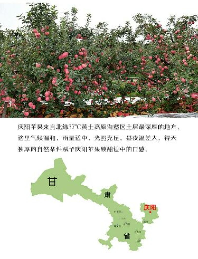 苹果庆阳红富士冰糖心苹果一件代发阿克苏