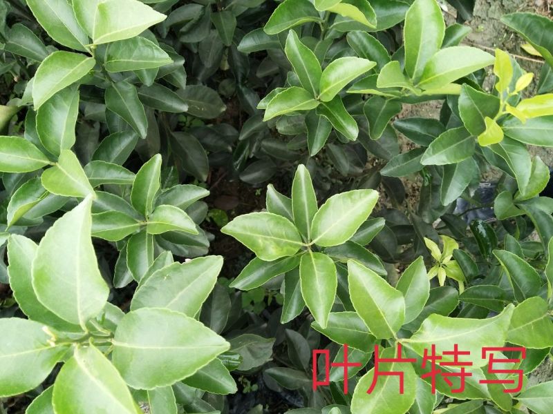 特级砂糖橘苗。高品质脱毒苗。正品苗，（死苗免费补发，）