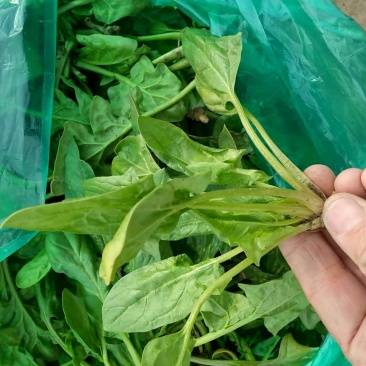 越冬菠菜15~20厘米