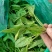 越冬菠菜15~20厘米