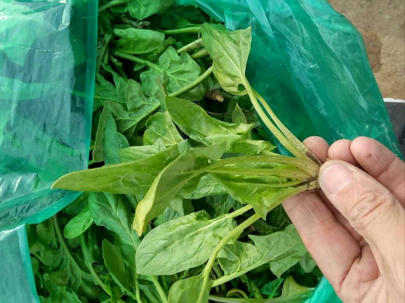 越冬菠菜15~20厘米