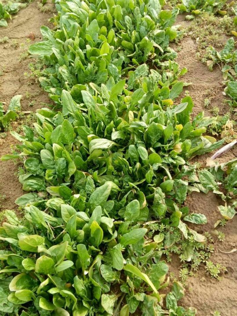 越冬菠菜15~20厘米
