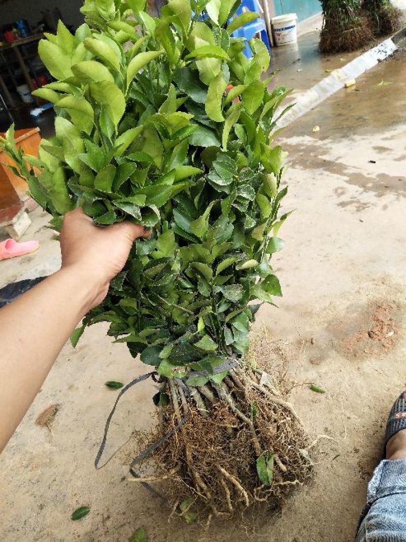特级砂糖橘苗。高品质脱毒苗。正品苗，（死苗免费补发，）