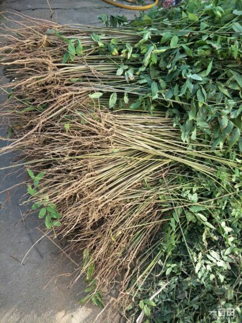 红油香椿苗大棚80cm以上，保湿发货