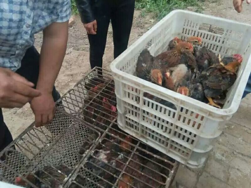 脱温鸡脱温苗500克以上通货