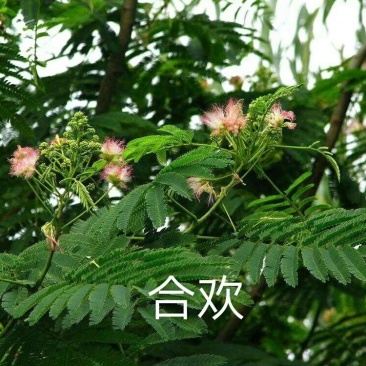 【合欢苗圃直供】5-20公分合欢树合欢一亩田优质