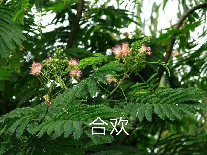 【合欢苗圃直供】5-20公分合欢树合欢一亩田优质