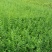 小叶女贞4cm以下