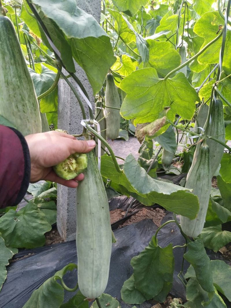羊角蜜甜瓜精品，产地直供新鲜采摘，专供市场，超市，电商