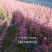 红叶小波20-30cm深