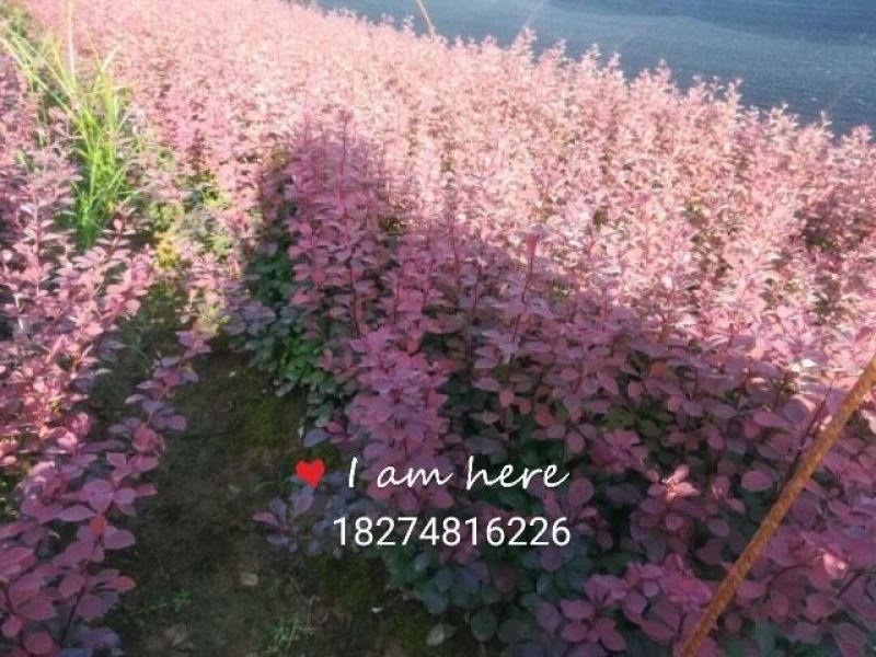 红叶小波20-30cm深