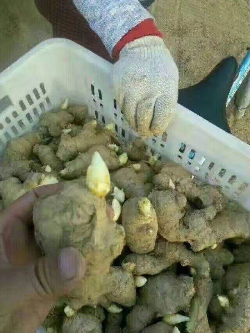 沙土地大黄姜，姜农地窖出姜，产地一手货源，产地直销