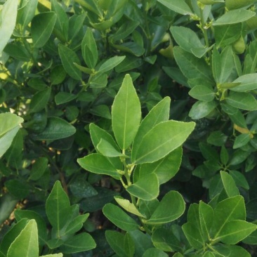 贡柑苗30~50cm