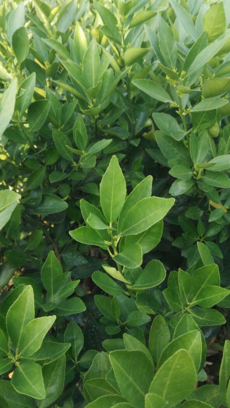 贡柑苗30~50cm
