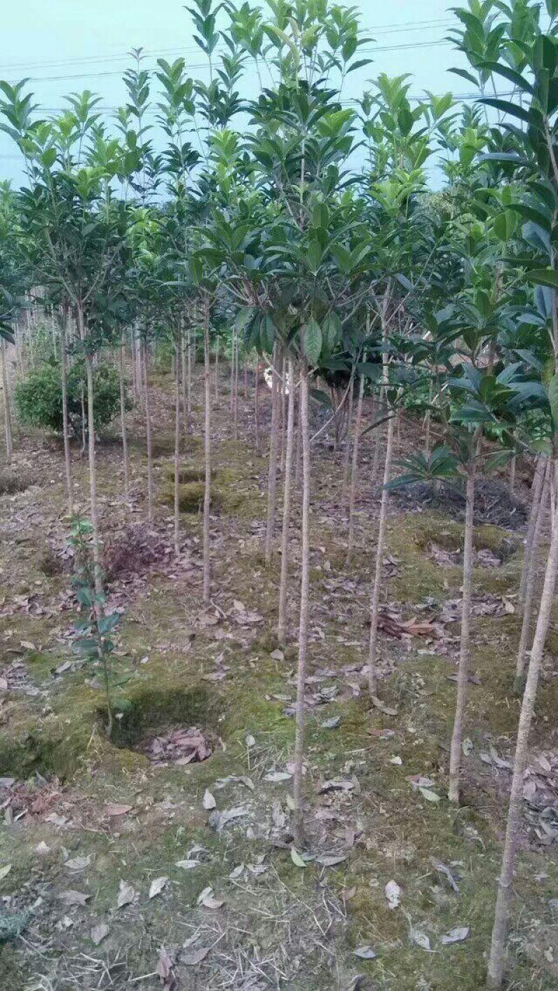 金桂花树苗180/200高度