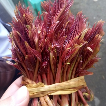 现货香椿芽云南产专业香椿陕西红香椿精品大棚芽菜山西