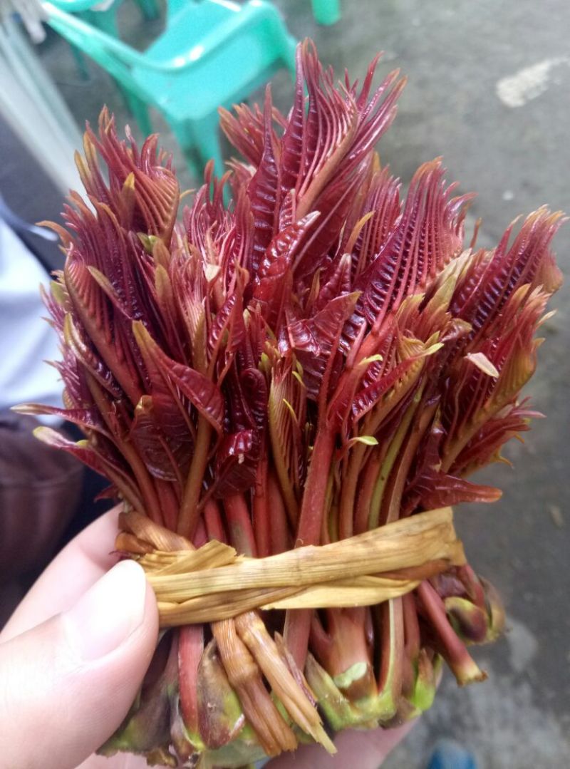 现货香椿芽云南产专业香椿陕西红香椿精品大棚芽菜山西